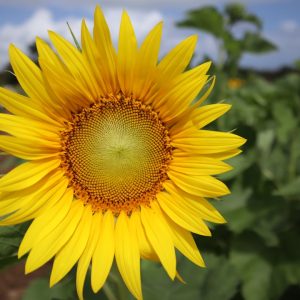 Photo Organic products