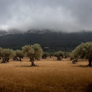 Photo Olive trees