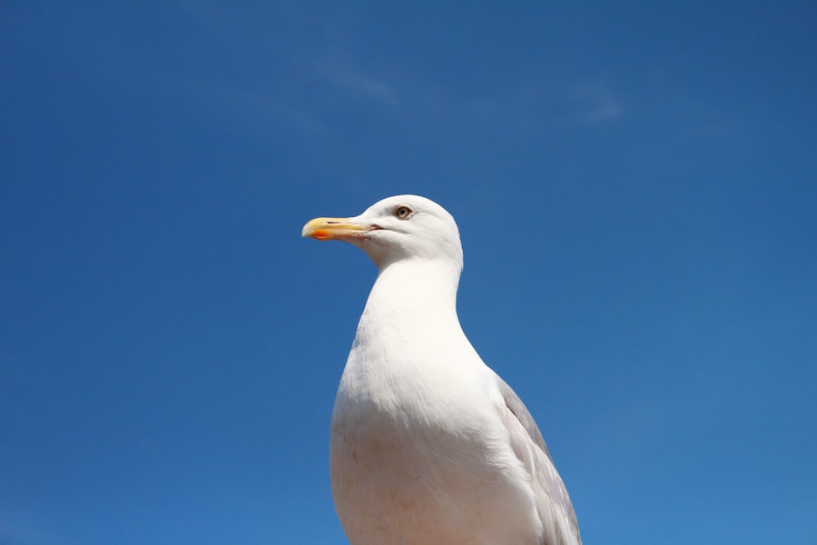 Tawfeernl
